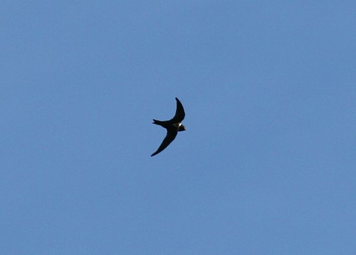White-collared Swift © <a rel="nofollow" class="external text" href="https://www.flickr.com/photos/9765210@N03">dominic sherony</a>