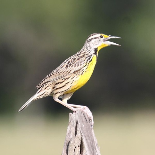 Eastern Meadowlark © <a rel="nofollow" class="external text" href="https://www.flickr.com/photos/55663585@N00">Alastair Rae</a>