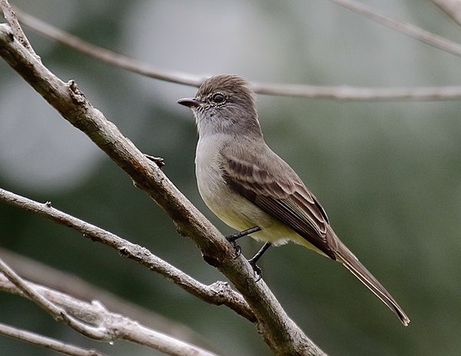 Amazonian Scrub Flycatcher © <a href="//commons.wikimedia.org/wiki/User:Hector_Bottai" title="User:Hector Bottai">Hector Bottai</a>