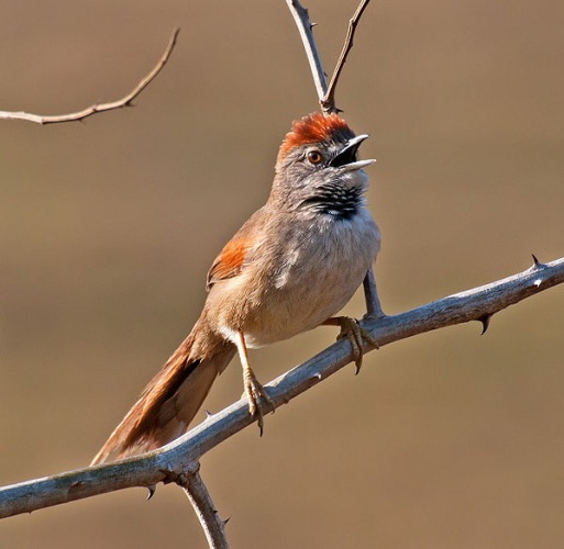 Pale-breasted Spinetail © <a rel="nofollow" class="external text" href="https://www.flickr.com/people/10786455@N00">Dario Sanches</a> from São Paulo, Brazil