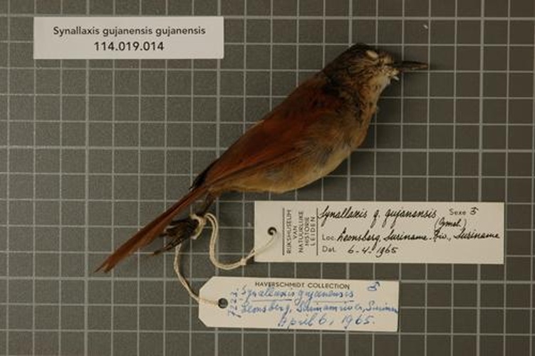 Plain-crowned Spinetail © Gmelin, 1789