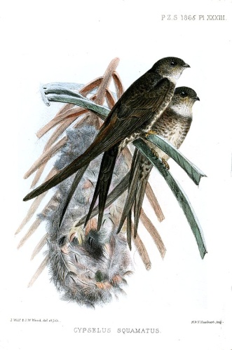 Neotropical Palm Swift © <bdi><a href="https://en.wikipedia.org/wiki/en:Joseph_Wolf" class="extiw" title="w:en:Joseph Wolf">Joseph Wolf</a>
</bdi>