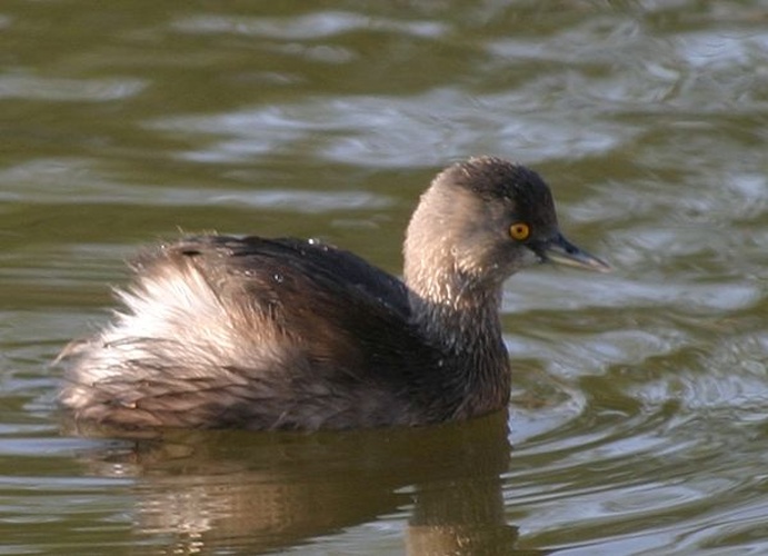 Least Grebe &copy; 