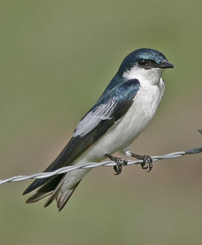 White-winged Swallow &copy; <a href="//commons.wikimedia.org/wiki/User:Tomfriedel" title="User:Tomfriedel">http://www.birdphotos.com</a>