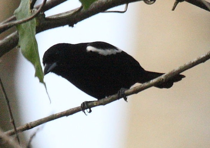 White-shouldered Tanager © <a rel="nofollow" class="external text" href="https://www.flickr.com/people/9765210@N03">Dominic Sherony</a>