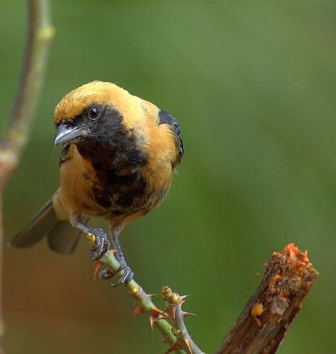 Burnished-buff Tanager &copy; <a rel="nofollow" class="external text" href="https://www.flickr.com/people/10786455@N00">Dario Sanches</a> from São Paulo, Brasil
