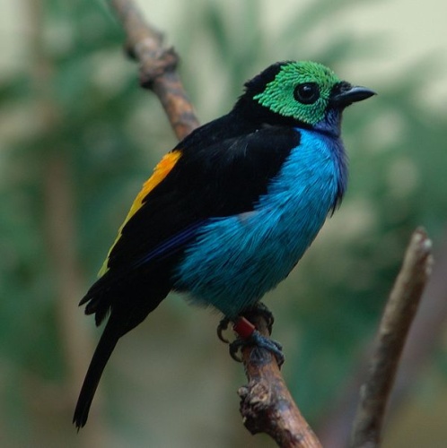 Paradise Tanager &copy; <a rel="nofollow" class="external text" href="https://www.flickr.com/photos/33590535@N06">Drew Avery</a>