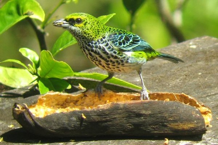Speckled Tanager © <a href="//commons.wikimedia.org/w/index.php?title=User:Zsonor&amp;action=edit&amp;redlink=1" class="new" title="User:Zsonor (page does not exist)">Zsonor</a>