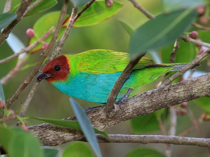 Bay-headed Tanager &copy; <a rel="nofollow" class="external text" href="https://www.flickr.com/people/9765210@N03">Dominic Sherony</a>