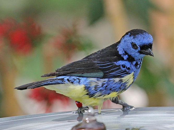 Turquoise Tanager © <a href="//commons.wikimedia.org/wiki/User:DickDaniels" title="User:DickDaniels">DickDaniels</a> (<a rel="nofollow" class="external free" href="http://carolinabirds.org/">http://carolinabirds.org/</a>)
