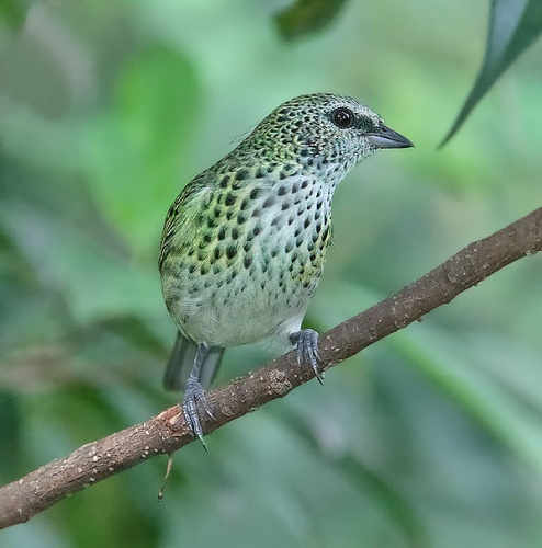 Spotted Tanager © <a href="//commons.wikimedia.org/wiki/User:Dougjj" title="User:Dougjj">Doug Janson</a>