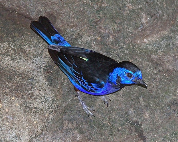 Opal-rumped Tanager © <a href="//commons.wikimedia.org/wiki/User:Greg5030" title="User:Greg5030">Greg Hume</a>