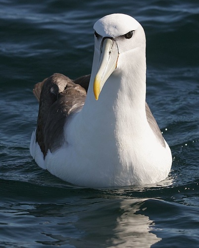 Shy Albatross &copy; <a href="https://en.wikipedia.org/wiki/User:Mjobling" class="extiw" title="wikipedia:User:Mjobling">Mjobling</a> at <a href="https://en.wikipedia.org/wiki/" class="extiw" title="wikipedia:">English Wikipedia</a>