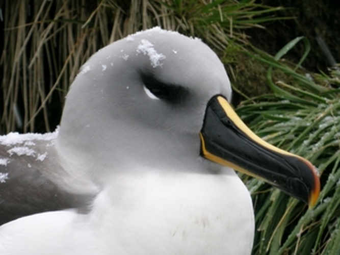 grey-headed albatross © 