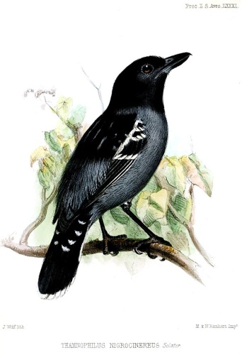 Blackish-grey Antshrike &copy; <bdi><a href="https://en.wikipedia.org/wiki/en:Joseph_Wolf" class="extiw" title="w:en:Joseph Wolf">Joseph Wolf</a>
</bdi>