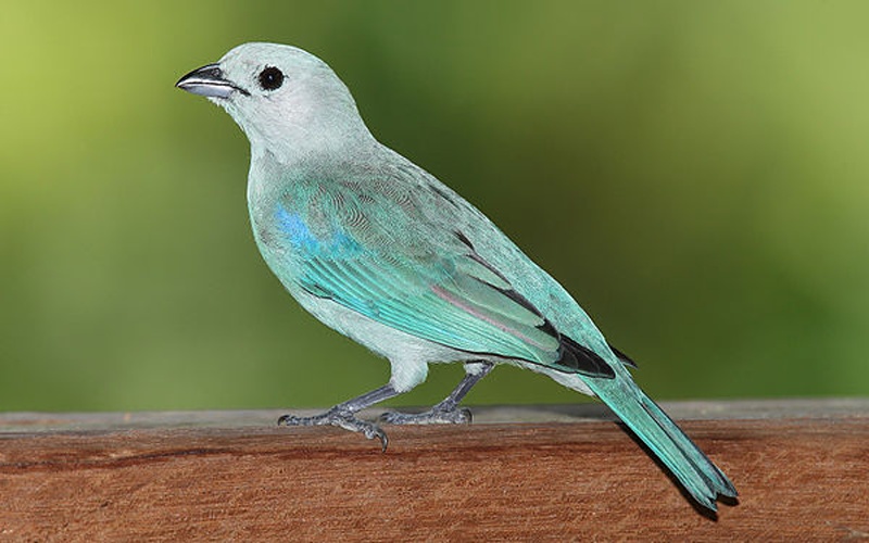 blue-gray tanager © <a href="//commons.wikimedia.org/wiki/User:Mdf" title="User:Mdf">Mdf</a>