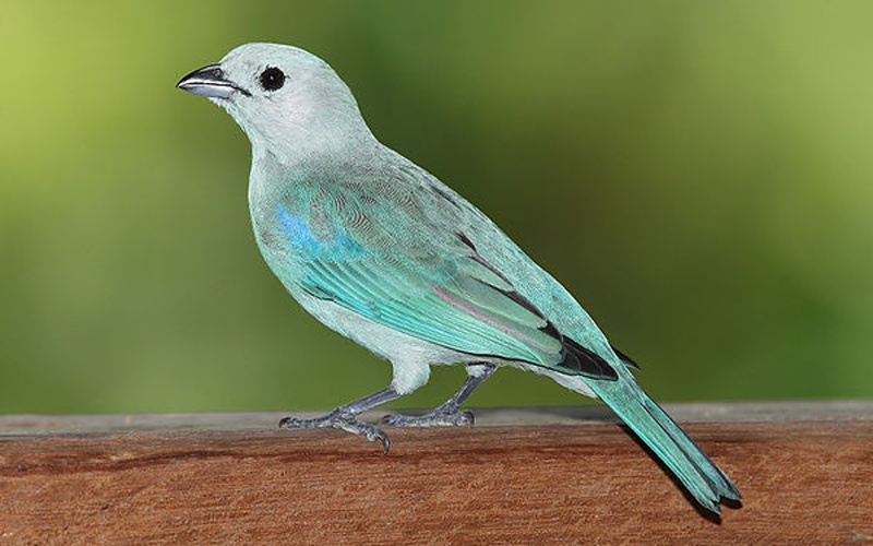 blue-gray tanager &copy; <a href="//commons.wikimedia.org/wiki/User:Mdf" title="User:Mdf">Mdf</a>