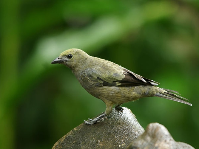 Palm Tanager &copy; <a href="//commons.wikimedia.org/wiki/User:Biopics" title="User:Biopics">Hans Hillewaert</a>