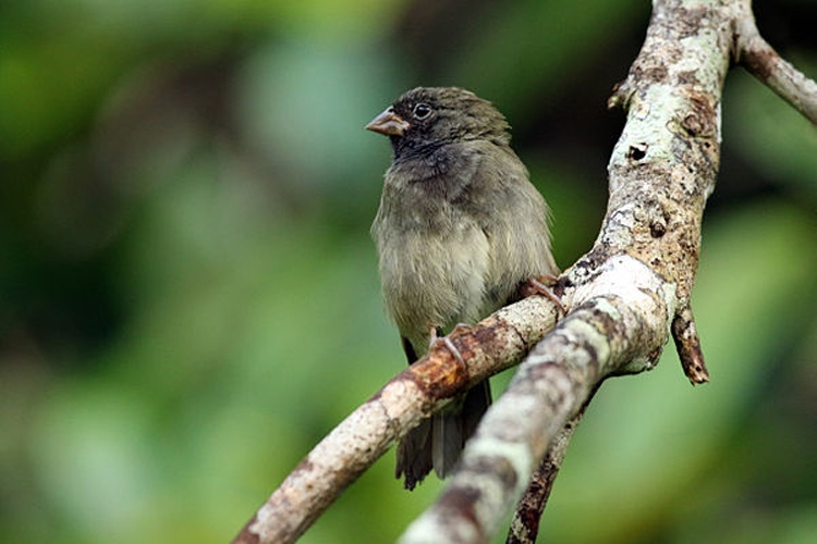Black-faced Grassquit &copy; <bdi>Charles J Sharp
</bdi>