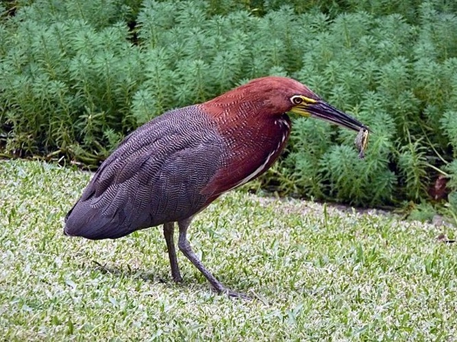 Rufescent Tiger Heron &copy; <a rel="nofollow" class="external text" href="https://www.flickr.com/photos/27478499@N04">Cristóbal Alvarado Minic</a>