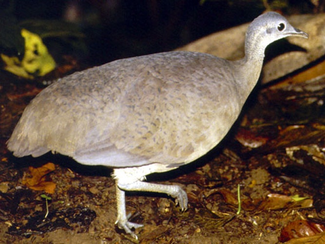 Great Tinamou © Patrick Coin (<a href="//commons.wikimedia.org/wiki/User:Cotinis" title="User:Cotinis">Patrick Coin</a>)