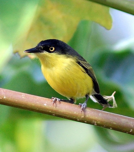 common tody-flycatcher © <a rel="nofollow" class="external text" href="https://www.flickr.com/people/10786455@N00">Dario Sanches</a> from SÃO PAULO, BRASIL