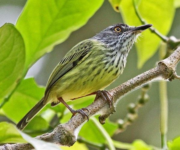 Spotted Tody-Flycatcher &copy; Jacek Kisielewski