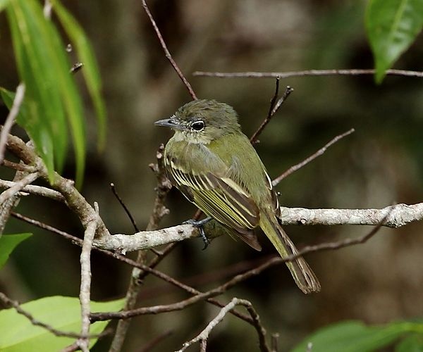 Yellow-margined Flatbill &copy; <a href="//commons.wikimedia.org/wiki/User:Hector_Bottai" title="User:Hector Bottai">Hector Bottai</a>