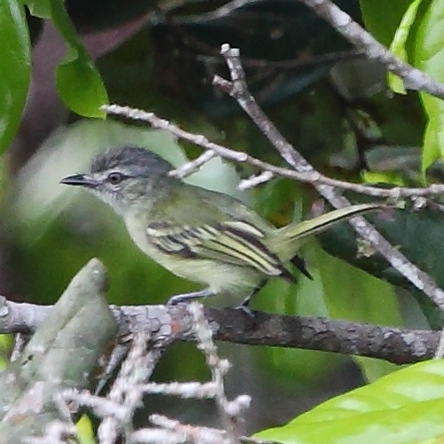 Grey-crowned Flatbill © <a href="//commons.wikimedia.org/wiki/User:Hector_Bottai" title="User:Hector Bottai">Hector Bottai</a>