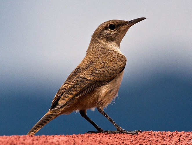 House Wren &copy; <a href="//commons.wikimedia.org/wiki/User:Calibas" title="User:Calibas">Calibas</a>