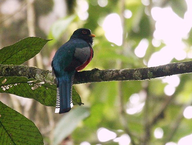 Collared Trogon &copy; <a rel="nofollow" class="external text" href="https://www.flickr.com/photos/38972116@N00">Michael Woodruff</a>