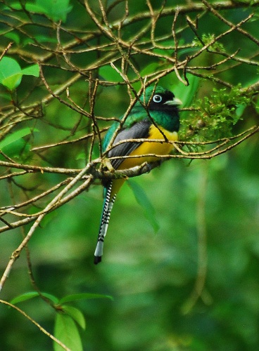 Black-throated Trogon &copy; <a rel="nofollow" class="external text" href="https://www.flickr.com/photos/7457894@N04">Jerry Oldenettel</a>