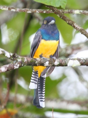 Violaceous Trogon © <a rel="nofollow" class="external text" href="https://www.flickr.com/people/9765210@N03">dominic sherony</a>