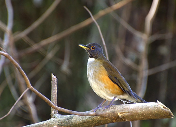 White-necked Thrush © <a rel="nofollow" class="external text" href="https://www.flickr.com/people/10786455@N00">Dario Sanches</a> from São Paulo, Brasil