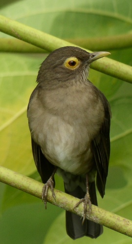 Turdus nudigenis © <a href="//commons.wikimedia.org/wiki/User:MeegsC" title="User:MeegsC">MeegsC</a>