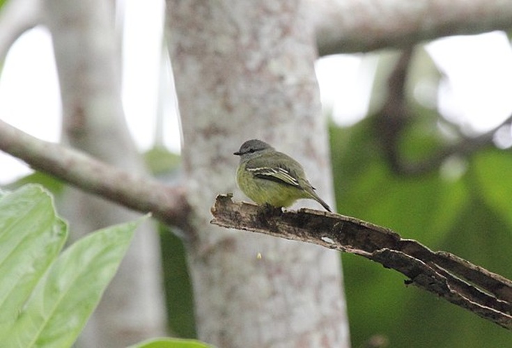 Yellow-crowned Tyrannulet © <a href="//www.flickr.com/people/9765210@N03" class="extiw" title="flickruser:9765210@N03">Dominic Sherony</a>