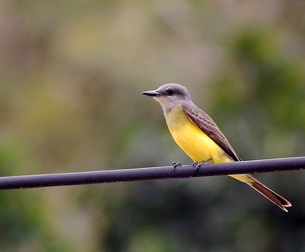 White-throated Kingbird © <a rel="nofollow" class="external text" href="https://www.flickr.com/people/10786455@N00">Dario Sanches</a> from SÃO PAULO, BRASIL