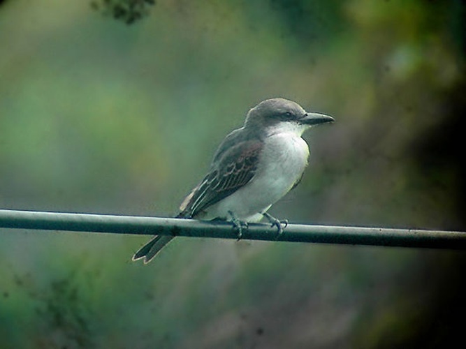 Gray Kingbird © <a href="//commons.wikimedia.org/wiki/User:Biopics" title="User:Biopics">Hans Hillewaert</a>