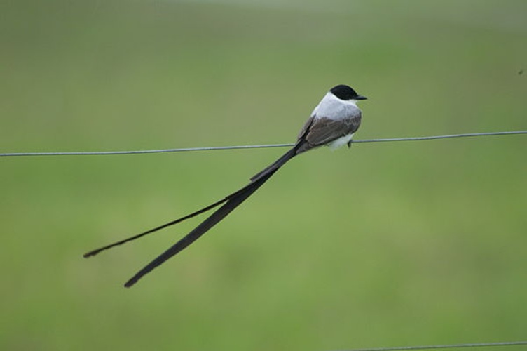 Fork-tailed Flycatcher &copy; <a rel="nofollow" class="external text" href="https://www.flickr.com/photos/34552671@N06">Rogier Klappe</a>