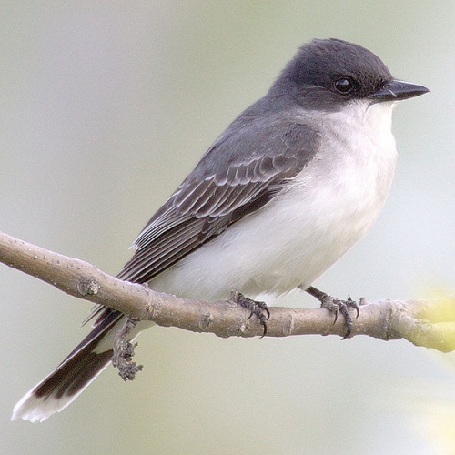 Eastern Kingbird &copy; <a href="//commons.wikimedia.org/wiki/User:Mdf" title="User:Mdf">User:Mdf</a>