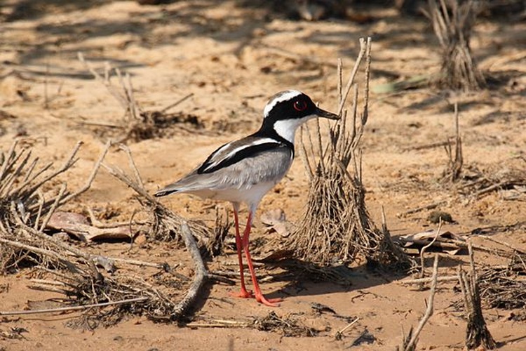 Pied Plover &copy; <a rel="nofollow" class="external text" href="https://www.flickr.com/people/55663585@N00">Alastair Rae</a>