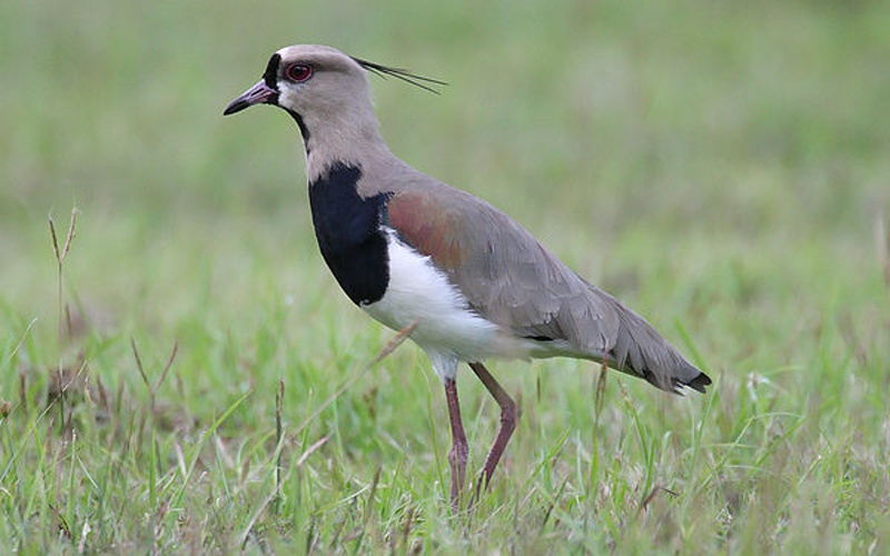 Southern Lapwing &copy; <a href="//commons.wikimedia.org/wiki/User:Mdf" title="User:Mdf">Mdf</a>