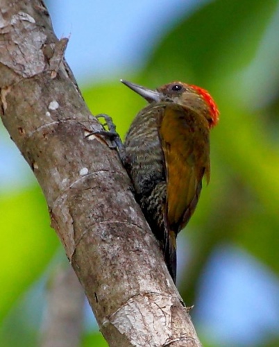 Red-stained Woodpecker © <a href="//commons.wikimedia.org/wiki/User:Hector_Bottai" title="User:Hector Bottai">Hector Bottai</a>