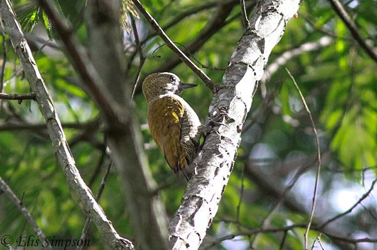 Little Woodpecker © <a href="//commons.wikimedia.org/w/index.php?title=User:Rick_elis.simpson&amp;action=edit&amp;redlink=1" class="new" title="User:Rick elis.simpson (page does not exist)">Rick elis.simpson</a>