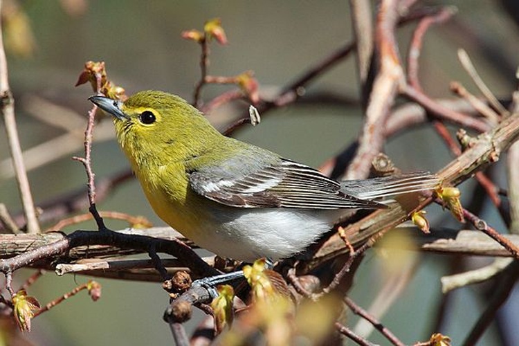Yellow-throated Vireo &copy; <a href="//commons.wikimedia.org/wiki/User:Mdf" title="User:Mdf">Mdf</a>
