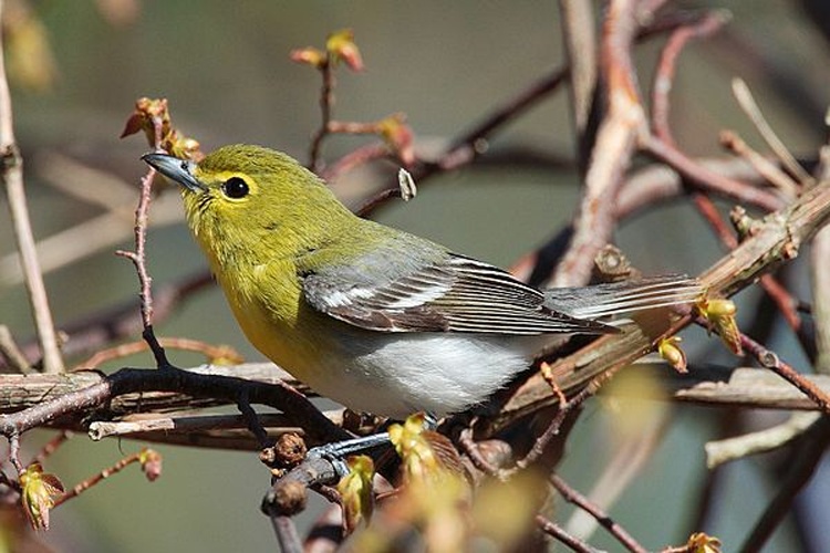 Yellow-throated Vireo © <a href="//commons.wikimedia.org/wiki/User:Mdf" title="User:Mdf">Mdf</a>