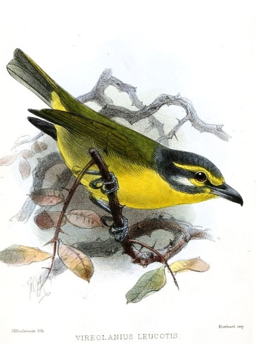 Slaty-capped Shrike-Vireo &copy; <bdi><a href="https://en.wikipedia.org/wiki/en:John_Gerrard_Keulemans" class="extiw" title="w:en:John Gerrard Keulemans">John Gerrard Keulemans</a>
</bdi>