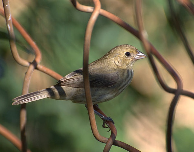 Blue-black Grassquit &copy; <a rel="nofollow" class="external text" href="https://www.flickr.com/photos/dariosanches/">Dario Sanches</a>
