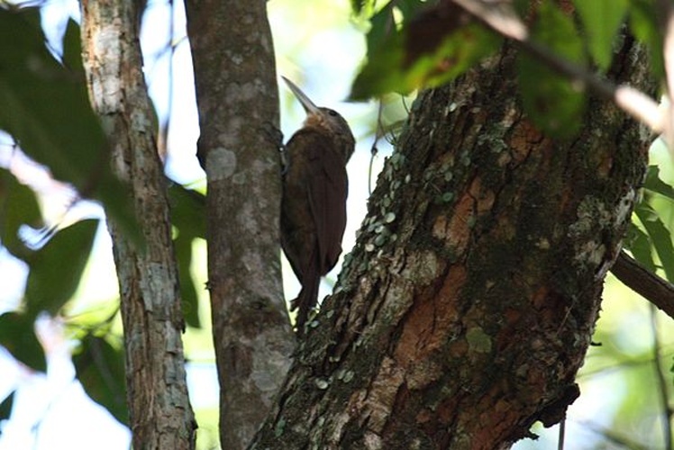 Buff-throated Woodcreeper &copy; <a rel="nofollow" class="external text" href="https://www.flickr.com/people/55663585@N00">Alastair Rae</a>