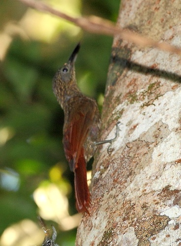 Chestnut-rumped Woodcreeper © <a href="//commons.wikimedia.org/wiki/User:Hector_Bottai" title="User:Hector Bottai">Hector Bottai</a>